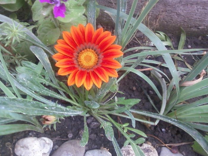 Gazania - floricele din gradina 2013