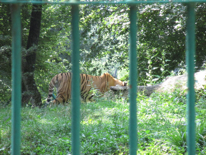 IMG_0067 - ZOO SIBIU