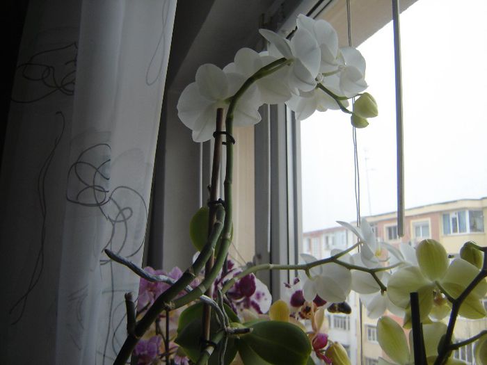 DSC08284 - A Orhideele mele