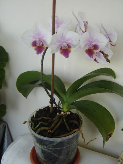DSC08524 - A Orhideele mele