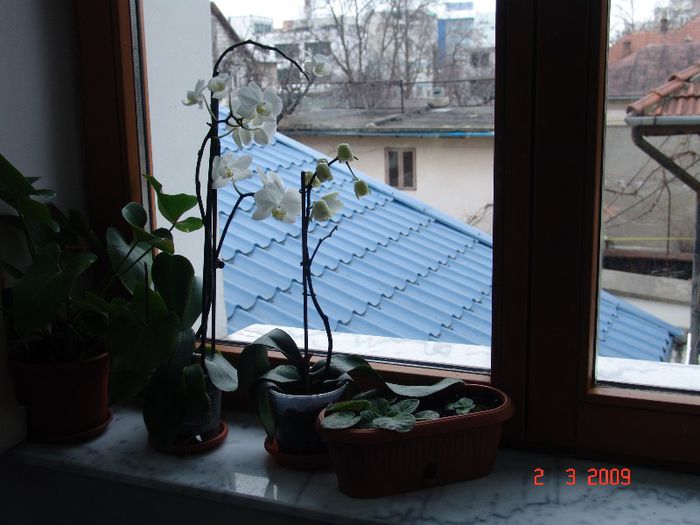 DSC03968 - A Orhideele mele