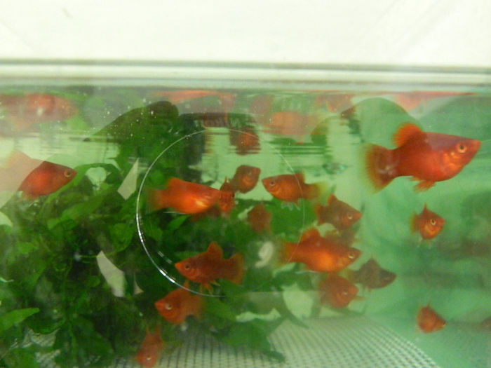 mara 224 - platy red coral balon