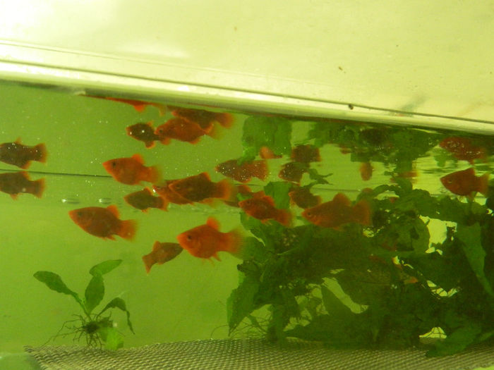 mara 226 - platy red coral balon