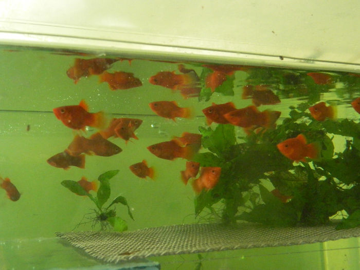 mara 228 - platy red coral balon