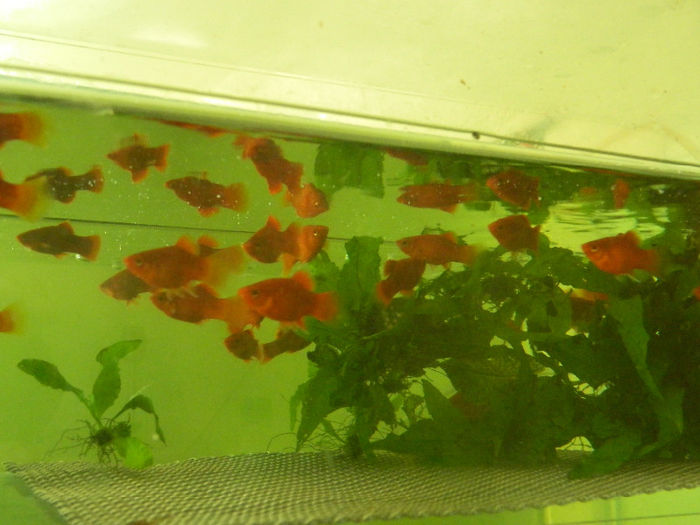 mara 229 - platy red coral balon