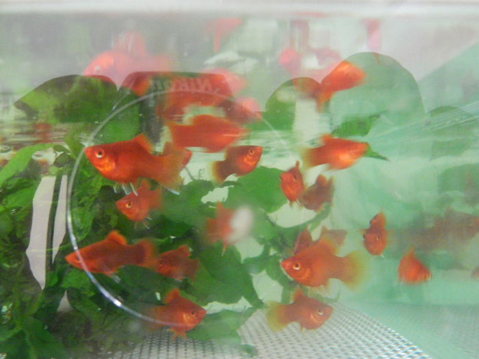 mara 214 - platy red coral balon