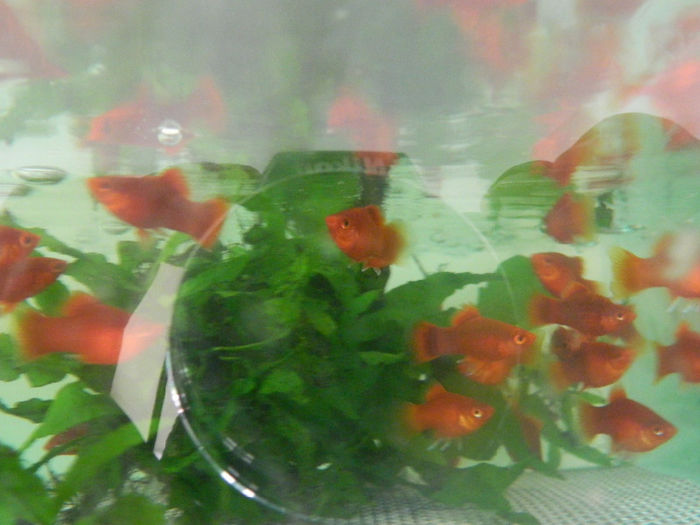 mara 219 - platy red coral balon