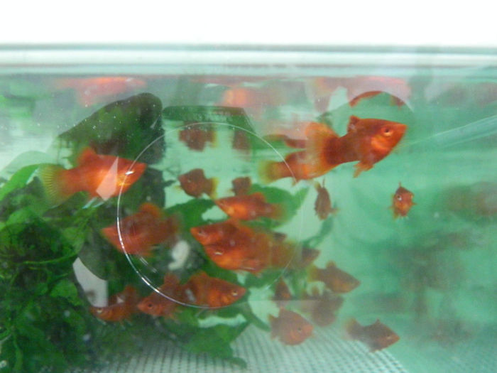 mara 223 - platy red coral balon