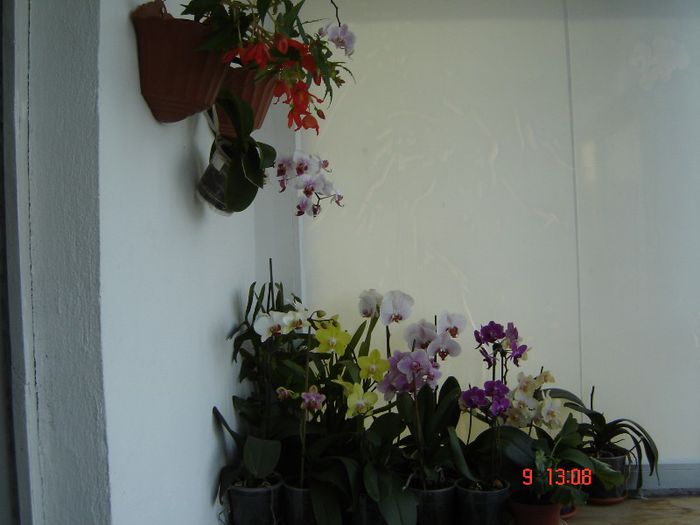 DSC06143 - A Orhideele mele