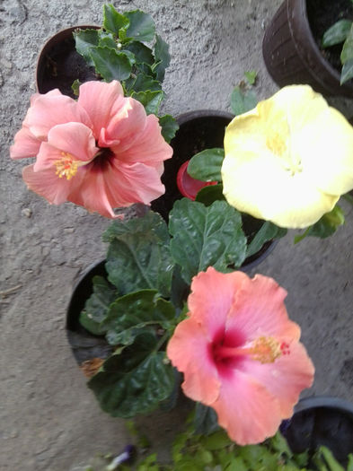 Fotografie5589 - hibiscusi 2013-2