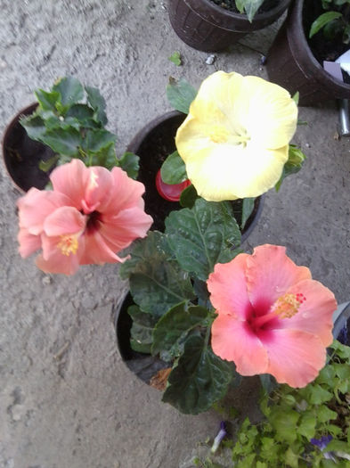 Fotografie5590 - hibiscusi 2013-2