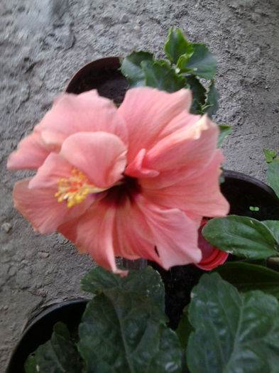 Fotografie5593 - hibiscusi 2013-2