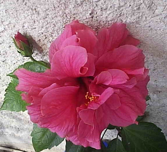 11.08.2013 - Hibiscus 2013