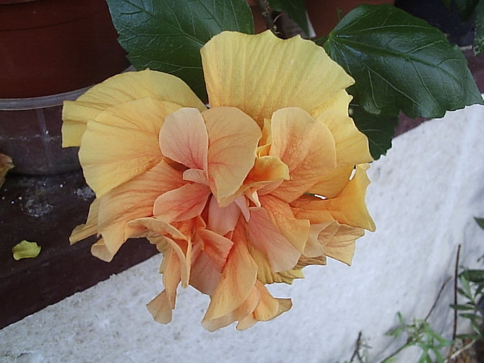 11.08.2013 - Hibiscus 2013
