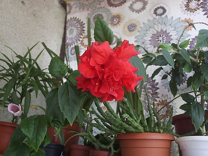 11.08.2013 - Hibiscus 2013