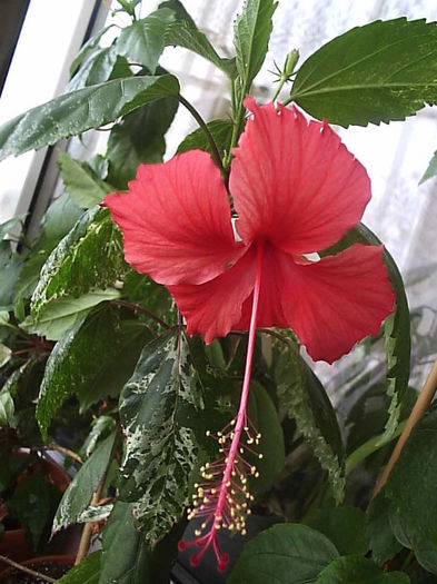 11.08.2013 - Hibiscus 2013