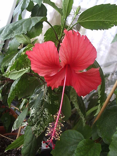 11.08.2013 - Hibiscus 2013