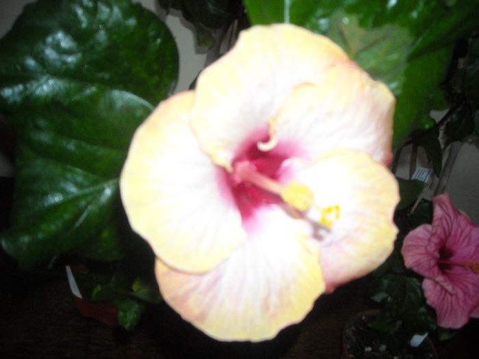 Chariod's of Fire ????