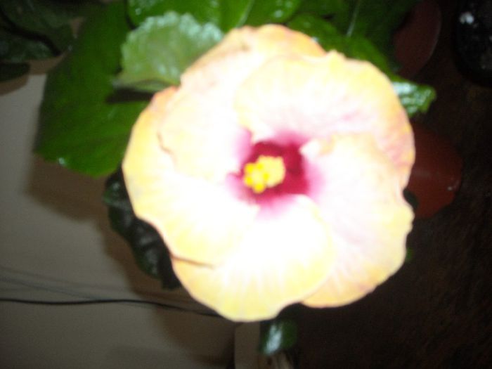 Chariod's of Fire ????