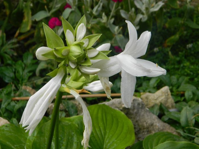 Floare de hosta - August