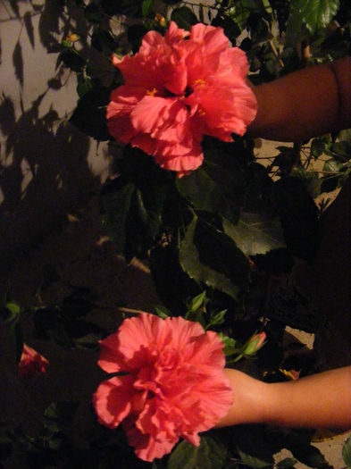 DSCF0077 - Hibiscus 2013 2014 2015-2016