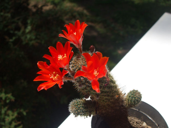 DSCF5526 - cactusi infloriti 2013