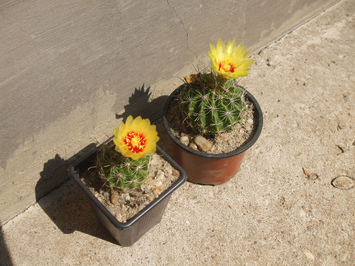 Hamatocactusi - cactusi infloriti 2013