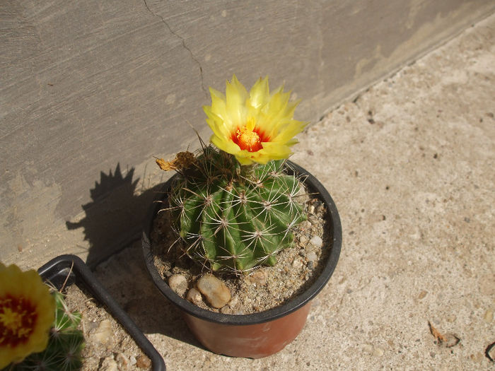 DSCF5682 - cactusi infloriti 2013