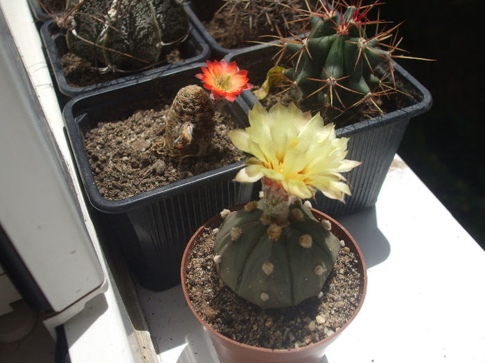 DSCF5290 - cactusi infloriti 2013