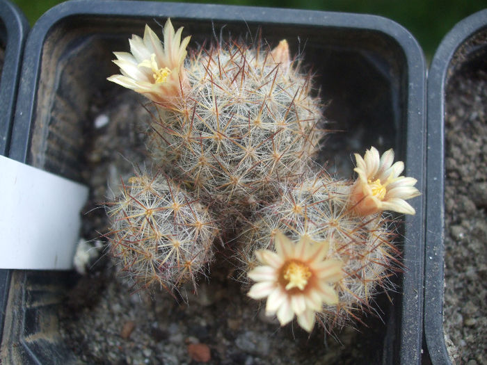 Mammillaria prolifera v. texana - cactusi infloriti 2013