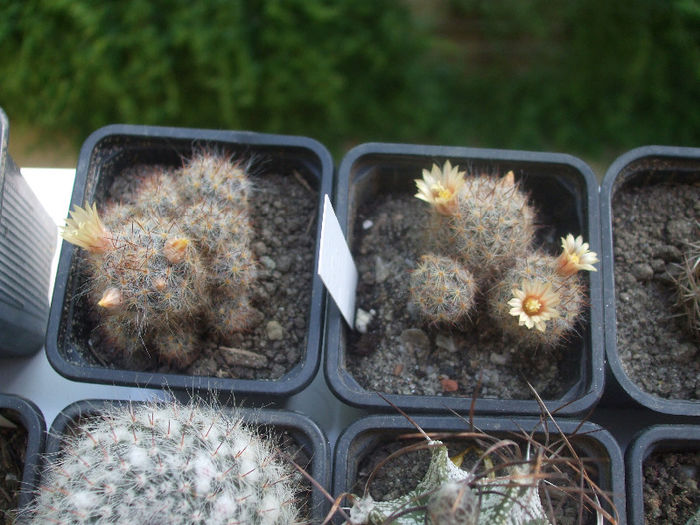 Mammillaria prolifera v. texana