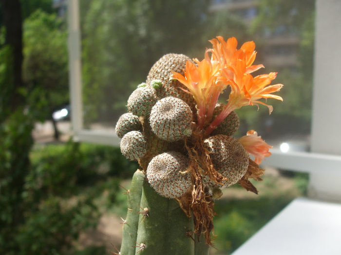 DSCF5136 - cactusi infloriti 2013