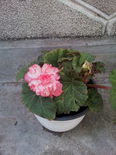 Begonia Fimbrata
