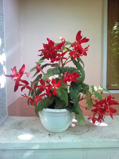 Begonia Pendula - Flori