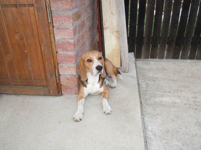 DSCN4742 - Vand beagle tricolor