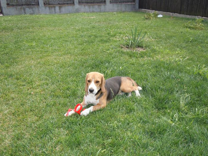 DSCN4746 - Vand beagle tricolor