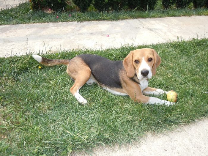 DSCN4767 - Vand beagle tricolor