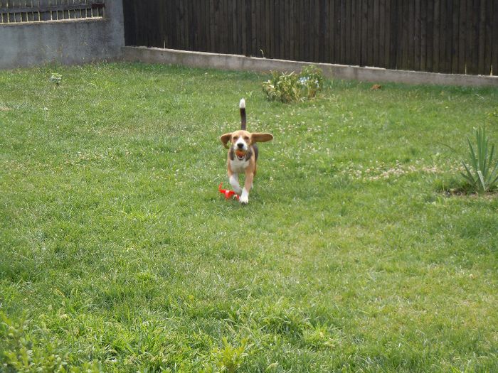 DSCN4768 - Vand beagle tricolor