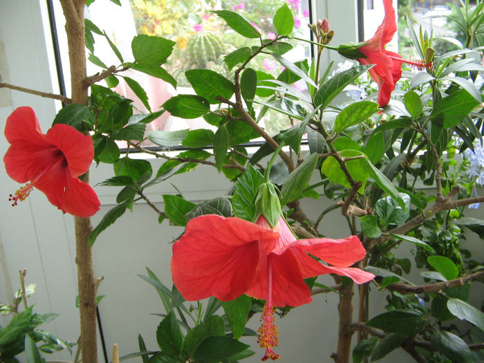IMG_7603 - Rosario Red