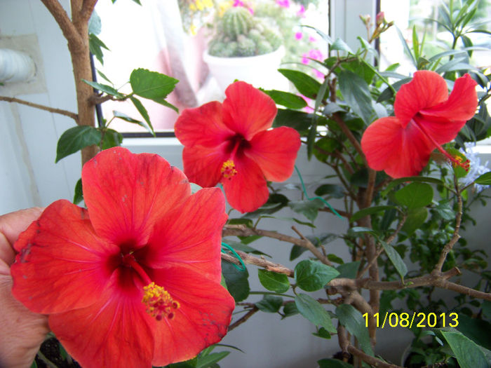 477_0602 - Rosario Red