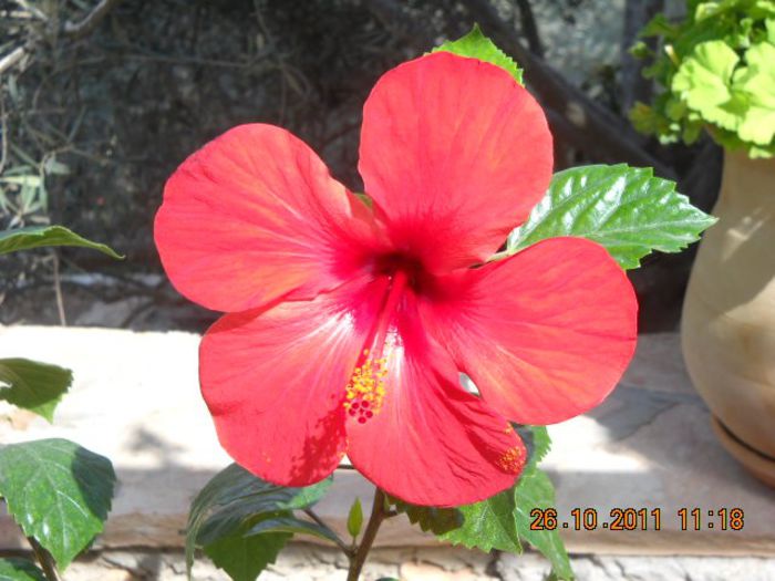 stefania poze si filmari 705