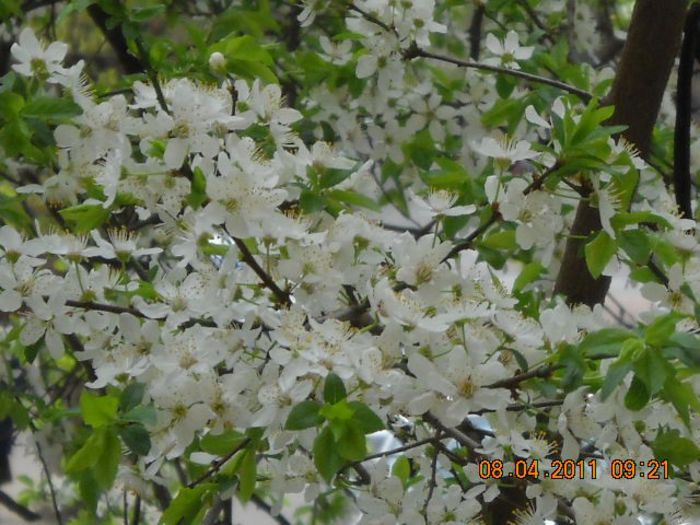 flori de corcodus - primavara vazuta in casa sau de la o fereastra de bloc