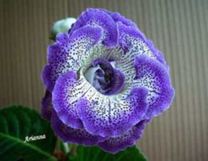 TV VOLOSHKA - ACHIZITII Gloxinii 2013