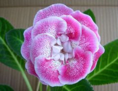 SHARM - ACHIZITII Gloxinii 2013