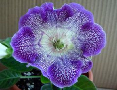 ASTRAL - ACHIZITII Gloxinii 2013