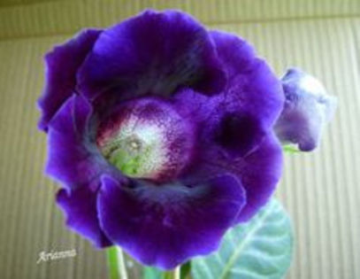 VIOLET GIANT - ACHIZITII Gloxinii 2013