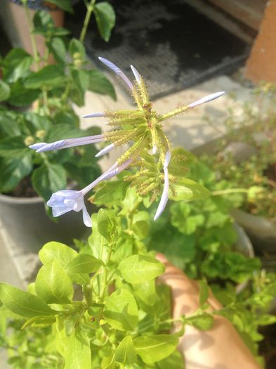 IMG_3416 - Plumbago