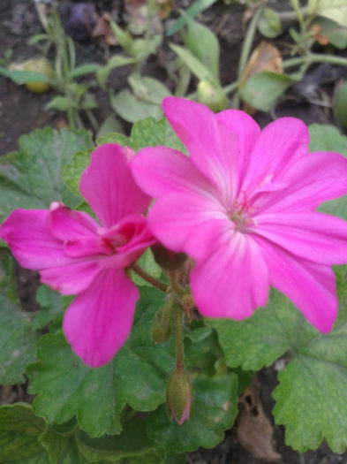 2013-08-11 12.43.00 - Muscate de vanzare