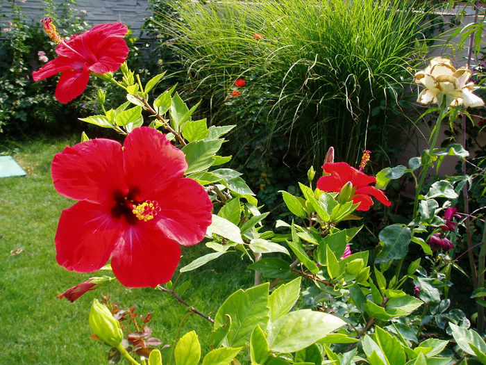 P1010540 - FLORI 2013
