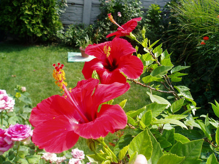 P1010541 - FLORI 2013